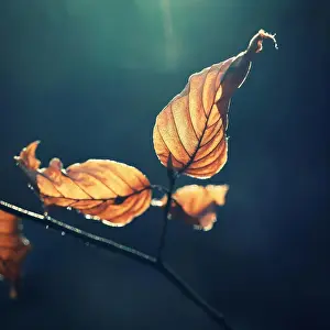 Drucke von Blätter an einem Baum mit Sonnenstrahlen. Wald bei Sonnenuntergang im Winterzeit während Schneetreiben. Blätter an einem Baum mit Sonnenstrahlen August Drucke: Blätter an einem Baum mit Sonnenstrahlen.