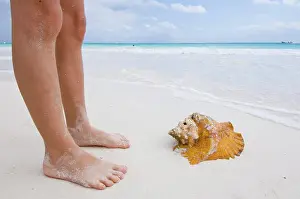 Bilder Datiert 4. Mai 2012: Beine und Conch-Shell wurden auf Tulum Beach, Quintana Roo, Mexiko angespült.