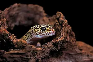 Geckos Drucke: Leopardengecko (Eublepharis macularius)