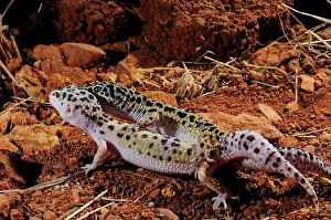Leopardgecko Drucke: Leopard Gecko-Paarung
