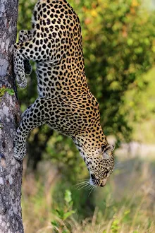 Leopard Climbing Tree Drucke: Leopard (Panthera pardus) climbing down a tree