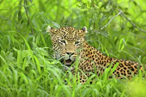 Panthera Pardus Pictures Drucke: Leopard (Panthera pardus) lying in grass