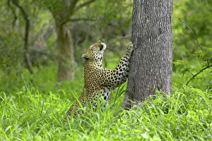 Panthera Pardus Behavior Drucke: Leopard (Panthera pardus) sharpening its claws on a tree