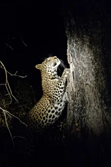 Panthera Pardus Behavior Drucke: Leopard (Panthera pardus) sharpening its claws on a tree
