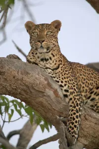 Leopard Drucke: Löwe im Baum
