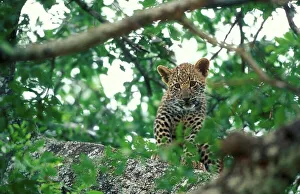 Panthera Pardus Behavior Drucke: Leopard (Panthera pardus) In tree