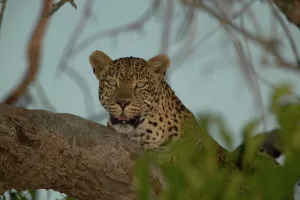 Panthera Pardus Behavior Drucke: Leopard (Panthera pardus) in tree