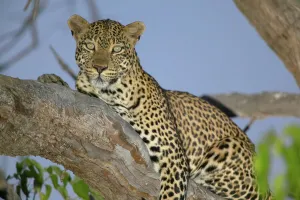 Panthera Pardus Behavior Drucke: Leopard (Panthera pardus) in tree at twilight