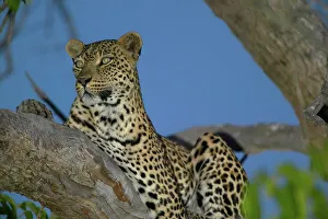 Panthera Pardus Behavior Drucke: Leopard (Panthera pardus) in tree at twilight