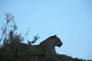 Panthera Pardus Behavior Drucke: Leopard (Panthera pardus) in veld
