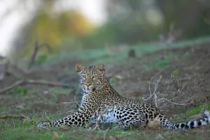 Mashatu Game Reserve Drucke: Leopard (Panthera pardus) in veld