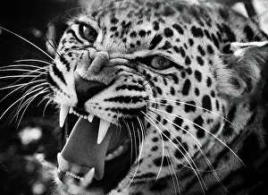Löwe knurrend (Panthera pardus)