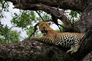 Leopard Conservation Images Drucke: Leopard in tree. MalaMala Game Reserve