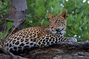African Leopard Photos Drucke: Leopard in tree Mashatu Game Reserve
