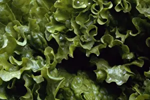 Close Up Vegetable Images Drucke: Lettuce