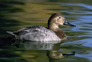 Wild Duck Images Drucke: License this image at https://www