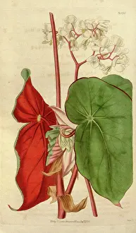 Antique Botanical Artwork Drucke: License this image at https://www