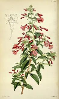 Antique Botanical Illustration Drucke: License this image at https://www