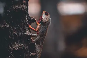Drucke von Echse sitzt auf einem Ast des Baumes Dezember Drucke: Echse sitzt auf einem Ast des Baumes.