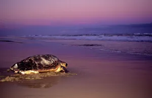 Kegelschlangen-Schildkröte, Bottel-Point