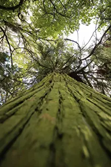 Giant Sequoia Tree Drucke: Looking up giant sequoia tree