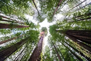 Autumn Forest Landscapes Drucke: Looking up at large trees