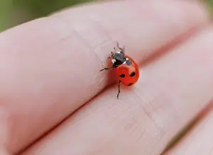 Macro Insect Photography Drucke: Macro close up ladybug on human hand