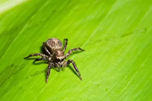 Macro Photography Of Insects Drucke: Macro spider on the leaf