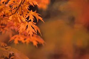 Maple Trees In Autumn Season Drucke: MAPLE TREE IN FALL