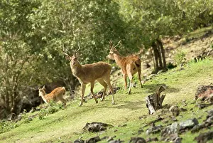 Indian Ocean Wildlife Drucke: Mauritius, Java deer, (Cervus timorensis rusa)