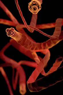 TapeWorm Drucke: Mikroskopische stilisierte Visualisierung von Bandwürmern (Cestoda).