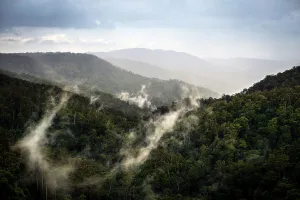 Misty Valley Landscape Drucke: Mist rising from Trees