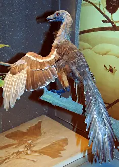 Natural History Museum Exhibit Drucke: model cast of an Archaeopteryx
