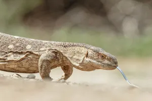 Monitor Lizard Drucke: Monitor Lizard, Varanus, Isolated background