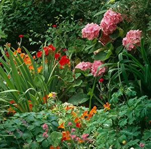 Hydrangea Macrophylla Drucke: Mophead hydrangea growing in a mixed border with minulus and lychnis