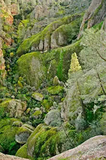 Gerahmter Druck : Moss auf Felsen Gerahmter Druck : Moss auf Felsen