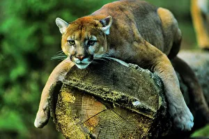 Lush Foliage Images Drucke: Mountain lion resting on fallen tree