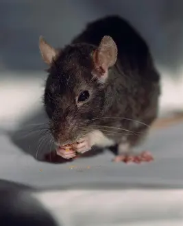 Drucke von Maus isst Krümel Hausmaus Drucke: Maus frisst Krümel.