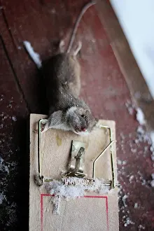 Animal Photography Drucke: mouse in a mousetrap small mouse in a mousetrap