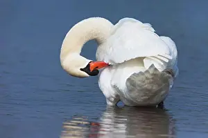 Daytime Wildlife Photography Drucke: Mute Swan