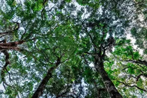Sunlight In Forest Drucke: nature and forest