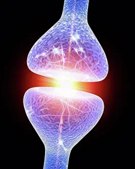 Nerve Synapse Drucke: Nerve synapse. Computer artwork of a junction