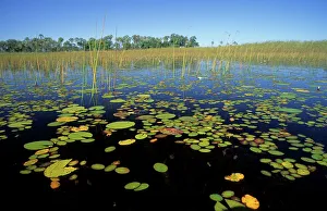 Peaceful Nature Photography Drucke: Okavango Delta scene. Botswana