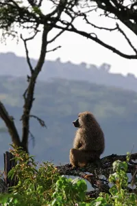 Primate Wildlife Photos Drucke: Olive Baboon