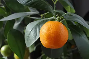 Orange Tree Drucke: Orange growing on a tree