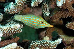Drucke von Orangefleckiger Fischstachelhai F Drucke: Orangefleckiger Filefish
