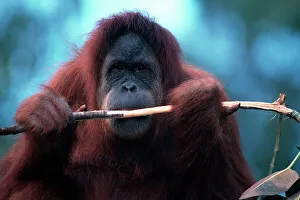 One Animal Portrait Drucke: Orangutan looking at camera