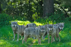 Bilder vom 29. Juni 2011: Pack der Wölfe, Deutschland