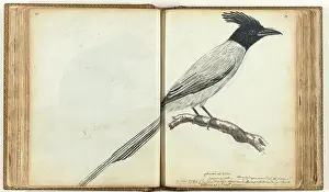 Historical Bird Artwork Drucke: Paradise Flycatcher