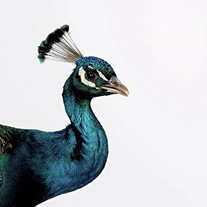 White Background Animal Themes Drucke: Peacock